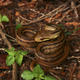 A coiled rat snake in Fukushima.